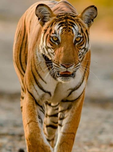 Wayanad taxi service from Mysore - Travels in Mysore to Wayanad